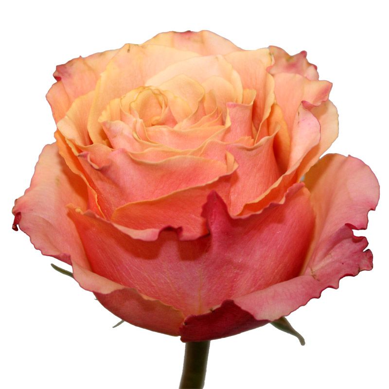Сорта Роз, ассортимент цветов